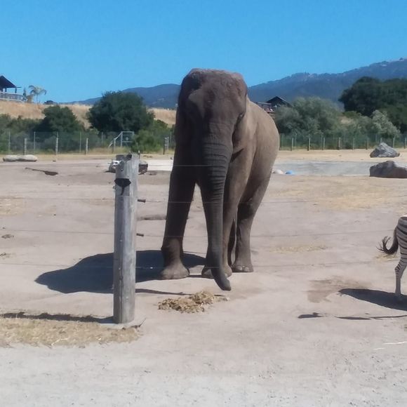 Meet your Posher, Janice - Picture 1 of 1